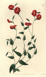 Chorizema ovatum - del Registro Botánico de Sydenham Teast Edwards