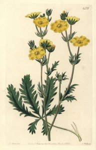 Cinquefoil erguido - Potentilla laciniosa. Grabado en cobre coloreado a mano por S. Watts después de una ilustración de M. Hart del Botanical Register de Sydenham Edwards, Ridgeway, Londres de Sydenham Teast Edwards
