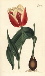 Tulipa suaveolens var. latifolia de Sydenham Teast Edwards