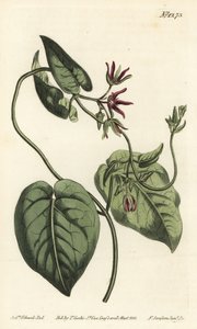 Matelea obliqua de Sydenham Teast Edwards