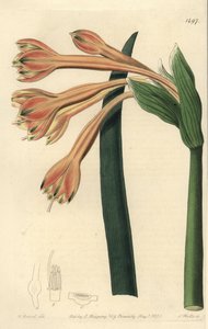 Clinanthus fulvus (Coburgia fulva) de Sydenham Teast Edwards