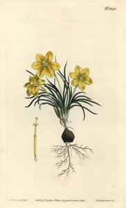 Flor de reloj, del Botanical Magazine de William Curtis de Sydenham Teast Edwards