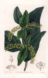 Coccoloba variete, nativa de las Indias Occidentales - Grabado por S. Watts, de una ilustración de Sarah Anne Drake, del Registro Botánico de Sydenham Edwards, Inglaterra de Sydenham Teast Edwards