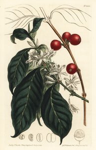 Cafeto arábica - Árbol de café, Coffea arabica de Sydenham Teast Edwards