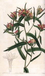 Collomia neon - del Registro Botánico de Sydenham Teast Edwards