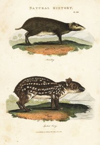 Acouchi común o Acouchi de Buffon y Paca - Myoprocta acouchy y Cuniculus paca. Grabado en cobre coloreado a mano después de Sydenham Edwards de la Pantología de John Mason Good, una Nueva Enciclopedia, G. Kearsley, Londres de Sydenham Teast Edwards