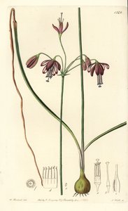 Coral de México o gota de coral - Bessera elegans. Grabado en cobre coloreado a mano por S. Watts después de una ilustración de William Herbert del Botanical Register de Sydenham Edwards, Ridgeway, Londres de Sydenham Teast Edwards