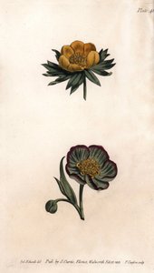Corola de eranth de invierno y eléboro fétido de Sydenham Teast Edwards