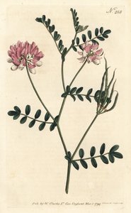 Coronilla bigaree, del Botanical Magazine de William Curtis de Sydenham Teast Edwards