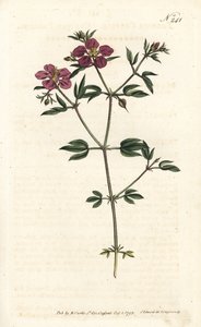 Fagonia de Creta - Fagonia cretica de Sydenham Teast Edwards