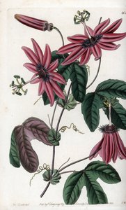 Pasión carmesí - Placa grabada por S.Watts, de una ilustración de Sarah Anne Drake (1803-1857), del Botanical Register de Sydenham Edwards (1768-1819), Inglaterra de Sydenham Teast Edwards