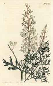 Arbusto arrugado o tanaceto - Arbusto arrugado o helecho perejil (lomatia de hojas de azufre), Lomatia silaifolia. Grabado en cobre coloreado a mano por F. Sansom Jr. después de una ilustración de Sydenham Edwards del Botanical Magazine de William Curtis, 
