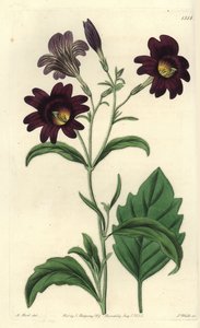 Salpiglossis sinuata, del Botanical Register de Sydenham Edwards de Sydenham Teast Edwards