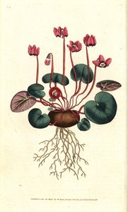 Cyclamen de Cos o Cáucaso - Cyclamen de hojas redondas, Cyclamen coum. Grabado en cobre coloreado a mano después de una ilustración botánica de James Sowerby del The Botanical Magazine de William Curtis, Lambeth Marsh, Londres de Sydenham Teast Edwards