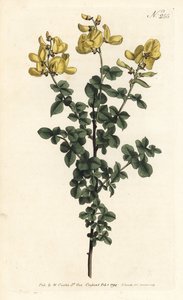 Cytisophyllum sessilifolium (Cytisus común, Cytisus sessilifolius). Grabado en cobre coloreado a mano de Sansom después de una ilustración de Sydenham Edwards del Botanical Magazine de William Curtis, Londres de Sydenham Teast Edwards