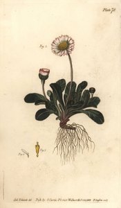 Margarita, Bellis perennis
