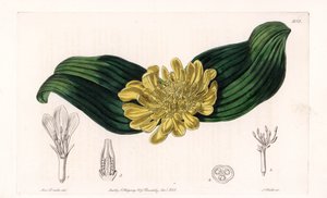 Daubenya Variete - Placa grabada por S. Watts, de una ilustración de Sarah Anne Drake (1803-1857), del Registro Botánico de Sydenham Edwards (1768-1819), Inglaterra de Sydenham Teast Edwards