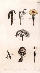 Diferentes cálices: prímula, perforanieves, avellana, cike, hierba, hongo y musgo