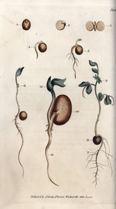 Diferentes etapas de germinación de la semilla de guisante y frijol común. Grabado en cobre coloreado, ilustración de Sydenham Edwards (1768-1819) para las Conferencias de Botánica, Jardín Botánico de Lambeth (Inglaterra)