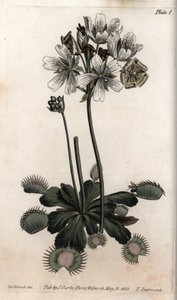 Dionaea atrapamoscas o trampa de lobo. Ilustración coloreada de grabado en cobre por Sydenham Edwards para Conferencias de Botánica, Jardín Botánico de Lambeth (Inglaterra) de Sydenham Teast Edwards