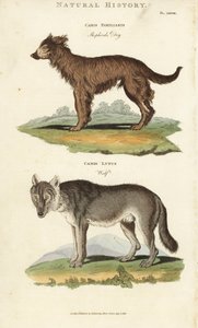 Perro y lobo - Perro pastor, Canis familiaris, y lobo, Canis lupus. Grabado en cobre coloreado a mano después de Sydenham Edwards del Pantologia de John Mason Good, una Nueva Enciclopedia, G. Kearsley, Londres