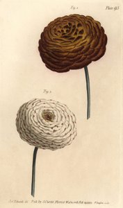 Variedades de ranúnculo doble, ranúnculo persa, Ranunculus asiaticus. Grabado en cobre coloreado a mano por F. Sansom de una ilustración botánica de Sydenham Edwards para las Conferencias sobre Botánica de William Curtis, como se impartieron en el Jardín B de Sydenham Teast Edwards