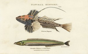 Dragonet lyre y lancon equille - Dragonet común, Callionymus lyra, y anguila de arena menor o lanzón de arena, Ammodytes tobianus. Grabado en cobre coloreado a mano después de Sydenham Edwards del Pantologia de John Mason Good, una Nueva Enciclopedia, G. K de Sydenham Teast Edwards