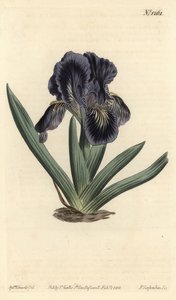 Iris enano - Iris x binata (bandera enana púrpura-azul, Iris pumila var. violacea). Grabado en cobre coloreado a mano de F. Sansom Jr. después de una ilustración de Sydenham Edwards del Botanical Magazine de William Curtis, T. Curtis, Londres de Sydenham Teast Edwards