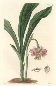 Orquídea terrestre, originaria de Sri Lanka - S. Watts fuerte agua de una ilustración de Sarah Anne Drake (1803), del Registro Botánico de Sydenham Teast Edwards