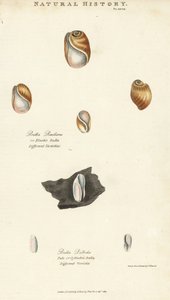 Bulla resiliens y Bulla pallida. Grabado en cobre coloreado a mano después de Sydenham Edwards de la Pantología de John Mason Good, una Nueva Enciclopedia, G. Kearsley, Londres de Sydenham Teast Edwards