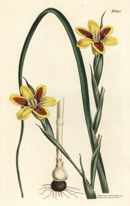 Moraea elegans de Sydenham Teast Edwards