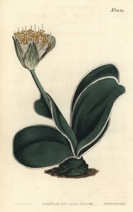 Haemanthus albiflos. Grabado en cobre coloreado a mano por F. Sansom Jr. después de una ilustración de Sydenham Edwards de la Revista Botánica de William Curtis, T. Curtis, Londres de Sydenham Teast Edwards