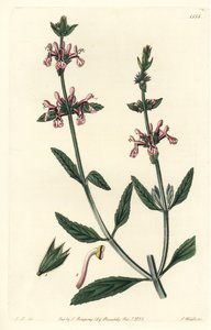 Stachys albicaulis, del Botanical Register de Sydenham Edwards de Sydenham Teast Edwards