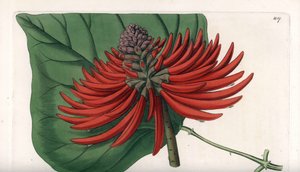 Erythrina variedad, árbol de flores rojas tropicales - Grabado por S. Watts, de una ilustración de Sarah Anne Drake (1803-1857), del Botanical Register de Sydenham Edwards (1768-1819), Inglaterra