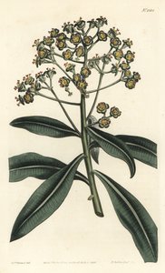 Euforbia melífera - Euphorbia mellifera. Grabado en cobre a mano coloreado por F. Sansom Jr. después de una ilustración de Sydenham Edwards del Botanical Magazine de William Curtis, Londres