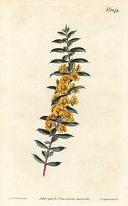 Eutaxia myrtifolia (Dillwynia de hojas cruzadas, Dillwynia obovata) de Sydenham Teast Edwards