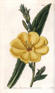 Onagra con flores grandes de Sydenham Teast Edwards