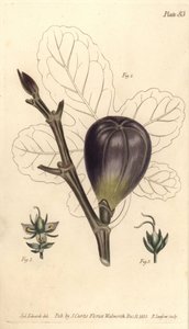 Higo, Ficus carica, del Botanical Magazine de William Curtis de Sydenham Teast Edwards