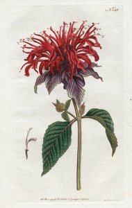 Monarda fistulosa - Litografía de Sydenham Edwards, del Botanical Magazine de William Curtis de Sydenham Teast Edwards