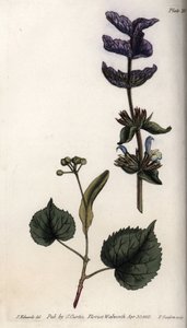 Hojas florales y ramo de violetas de brácteas terminales de salvia verde (o salvia hormina) y tilos. Grabado en cobre coloreado, ilustración de Sydenham Edwards (1768-1819) para las Conferencias de Botánica, Jardín Botánico de Lambeth (Inglaterra) de Sydenham Teast Edwards