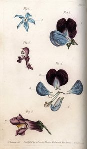 Floración de borraja oficinal y guisante de Sydenham Teast Edwards