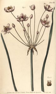 Juncia de flor, Butomus umbellatus, Hexagynia, flor hermafrodita 1 y pistilos 2. Grabado en cobre coloreado a mano de F. Sansom de una ilustración botánica de Sydenham Edwards para las Lectures on Botany de William Curtis, como se impartieron en el Jardín  de Sydenham Teast Edwards