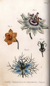 Flores de maracuyá, narciso y nigella, del Botanical Magazine de William Curtis