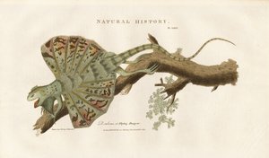 Dragón volador en una rama de Sydenham Teast Edwards