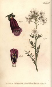 Dedalera