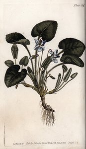 Violeta fragante de Sydenham Teast Edwards