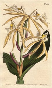 Orquídea epidendrum fringed, con flores blancas y amarillas pálidas de Sydenham Teast Edwards