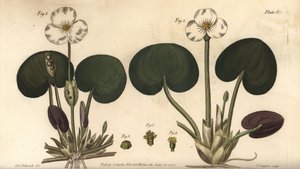 Frogbit, Hydrocharis morsus-ranae, Dioecia, planta femenina 1,4, planta masculina 2,3. Grabado en cobre coloreado a mano por F. Sansom de una ilustración botánica de Sydenham Edwards para las Conferencias sobre Botánica de William Curtis, como se impartier de Sydenham Teast Edwards