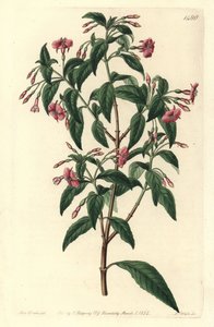 Variedad de fucsia - Fuchsia bacillaris. Híbrido natural entre Fuchsia microphylla subsp. microphylla y Fuchsia thymifolia subsp. thymifolia. Grabado en cobre coloreado a mano por S. Watts después de una ilustración de Sarah Drake del Botanical Register de de Sydenham Teast Edwards