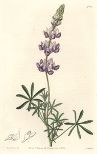 Lupino de jardín, originario de California - Agua fuerte de S. Watts de una ilustración de Sarah Anne Drake (1803-1857), del Registro Botánico de Sydenham Teast Edwards